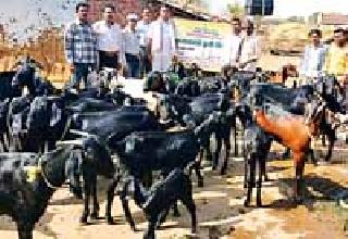 350 goats die in various diseases at the Doma | डोमा येथे विविध रोगाने ३५० शेळ्यांचा मृत्यू 350 goats die in various diseases at the Doma | डोमा येथे विविध रोगाने ३५० शेळ्यांचा मृत्यू