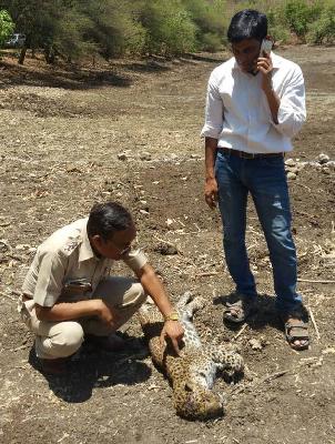 Livelihood killed in attack | बिबट छावा हल्ल्यात ठार Livelihood killed in attack | बिबट छावा हल्ल्यात ठार