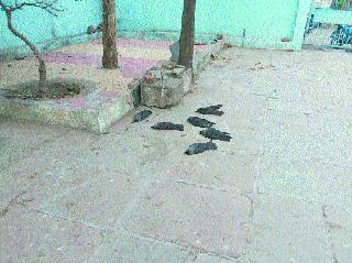 The death of nandagavi cataclysm | नांदगावी तृषार्त कावळ्यांचा मृत्यू The death of nandagavi cataclysm | नांदगावी तृषार्त कावळ्यांचा मृत्यू