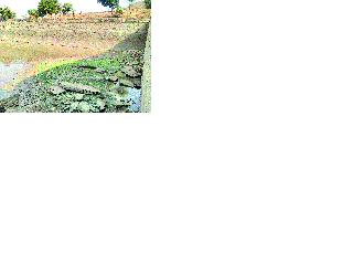 The water of the mangroves is at zero level! | महादरे तलावातील पाणी शून्य पातळीवर! The water of the mangroves is at zero level! | महादरे तलावातील पाणी शून्य पातळीवर!