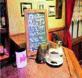 Special cafes for moths in the US | अमेरिकेत उंदरांसाठी खास कॅफे Special cafes for moths in the US | अमेरिकेत उंदरांसाठी खास कॅफे