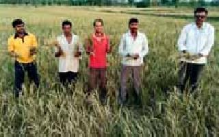 50 farmers crushed the paddy | ५० शेतकऱ्यांचा धान करपला