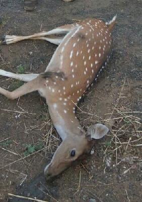 Ginger death due to lack of water | पाण्याअभावी हरणाचा मृत्यू