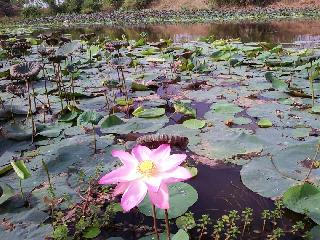 Kamal's coolness in summers | ग्रीष्माच्या दाहकतेत कमळाची शीतलता Kamal's coolness in summers | ग्रीष्माच्या दाहकतेत कमळाची शीतलता