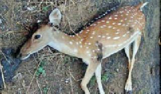 Fierce damage to animal-birds | भीषण तापमानाचा पशू-पक्षांना फटका