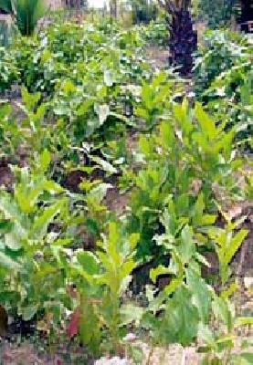 Trying to buy woodpeckers without royalty | रॉयल्टी न देताच तेंदूपत्ता खरेदीचे प्रयत्न