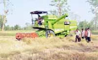 Rice harvesting and coriander: | धान कापणी व मळणी : Rice harvesting and coriander: | धान कापणी व मळणी :