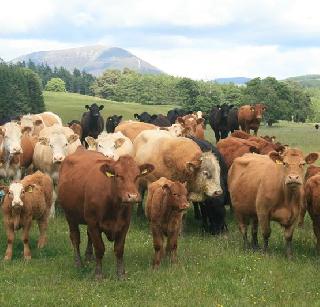 Ban on animal trading for slaughter in animal market | पशू बाजारात कत्तलीसाठी प्राण्यांच्या खरेदी-विक्रीवर बंदी