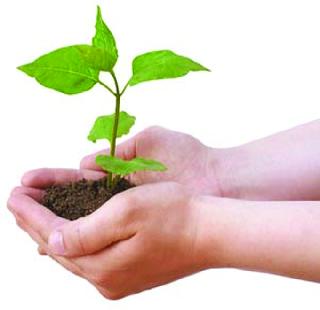 There will be 25 lakh trees in the district | जिल्ह्यात लावणार साडेतीस लाख वृक्ष There will be 25 lakh trees in the district | जिल्ह्यात लावणार साडेतीस लाख वृक्ष