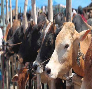 Central government ban on selling cattle for slaughter | कत्तलीसाठी गुरं बाजारात विकण्यावर केंद्र सरकारकडून बंदी Central government ban on selling cattle for slaughter | कत्तलीसाठी गुरं बाजारात विकण्यावर केंद्र सरकारकडून बंदी