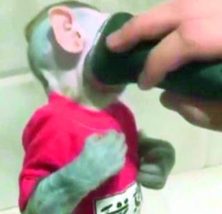 This makes the monkey electric shaver beard | हे माकड करते इलेक्ट्रिक शेव्हरने दाढी This makes the monkey electric shaver beard | हे माकड करते इलेक्ट्रिक शेव्हरने दाढी