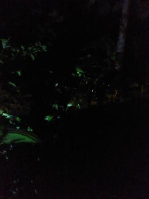 The beginning of the Kajwa Festival in Bhandardara | भंडारदा-यातील काजवा महोत्सवास सुरुवात