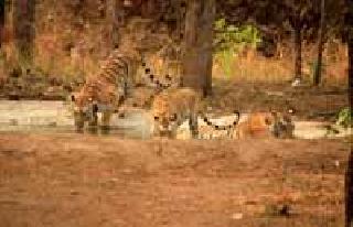 Tiger vision: | व्याघ्र दर्शन : Tiger vision: | व्याघ्र दर्शन :