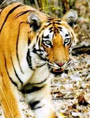 Increase in number of tigers in Bramhpuri taluka | ब्रम्हपुरी तालुक्यात वाघांच्या संख्येत वाढ Increase in number of tigers in Bramhpuri taluka | ब्रम्हपुरी तालुक्यात वाघांच्या संख्येत वाढ