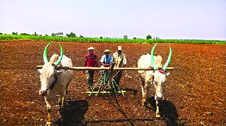 Monsoon looks and baliarajacha hurry | मान्सूनची चाहूल अन् बळिराजाची धांदल Monsoon looks and baliarajacha hurry | मान्सूनची चाहूल अन् बळिराजाची धांदल