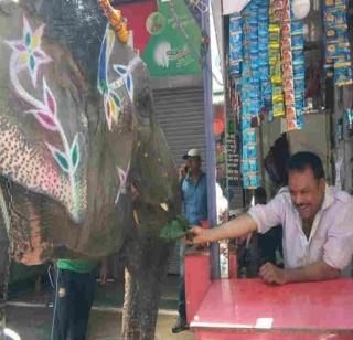 The elephant is a addictive addict | हत्तीला बनारसी पान खाण्याचं व्यसन The elephant is a addictive addict | हत्तीला बनारसी पान खाण्याचं व्यसन