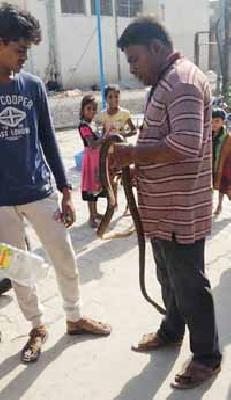 After the stormy monsoon, the serpent is coming out of the Varuntala | वादळी पावसानंतर वारूळातून बाहेर पडताहेत साप