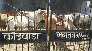 The care of the villagers gave life to 29 Goddesses | गावकऱ्यांच्या सावधानतेने २९ गो मातांना जीवनदान The care of the villagers gave life to 29 Goddesses | गावकऱ्यांच्या सावधानतेने २९ गो मातांना जीवनदान