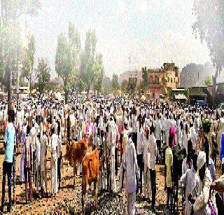 The question of the animal animal is even more complex! | भाकड जनावरांचा प्रश्न आणखीच जटिल! The question of the animal animal is even more complex! | भाकड जनावरांचा प्रश्न आणखीच जटिल!