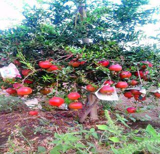 Agriculture Pomegranate | शेती डाळिंबाची