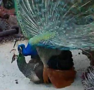 Peacock national birds, judges killed by stars, Akal's stars | सेक्स करु शकत नाही म्हणून मोर राष्ट्रीय पक्षी, न्यायमूर्तींनी तोडले अकलेचे तारे Peacock national birds, judges killed by stars, Akal's stars | सेक्स करु शकत नाही म्हणून मोर राष्ट्रीय पक्षी, न्यायमूर्तींनी तोडले अकलेचे तारे