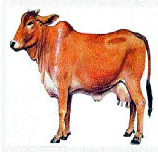 Monthly suspension of the anti-slaughter rules | कत्तलविरोधी नियमावलीस महिन्याची स्थगिती Monthly suspension of the anti-slaughter rules | कत्तलविरोधी नियमावलीस महिन्याची स्थगिती