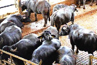 The situation of the animals, like the heat of the summer | जतला उन्हाच्या तडाख्याने जनावरांचे हाल The situation of the animals, like the heat of the summer | जतला उन्हाच्या तडाख्याने जनावरांचे हाल