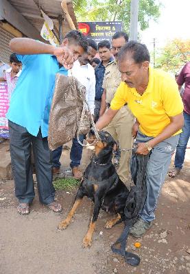 In the Kolhapur Gharafoos session has been started | कोल्हापूरात घरफोड्यांचे सत्र सुरुच In the Kolhapur Gharafoos session has been started | कोल्हापूरात घरफोड्यांचे सत्र सुरुच
