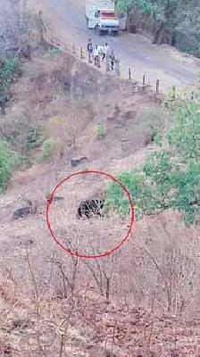 Upper platelet bark of the mud | चिखलदऱ्याच्या अप्पर प्लेटोत अस्वलाचा धुमाकूळ