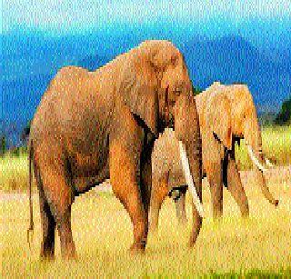 Earth's Sixth Destruction of Humanity Will Be Human Resistance? | पृथ्वीवरील सजीवसृष्टीचा सहावा विनाश मानवी हव्यासामुळे होणार? Earth's Sixth Destruction of Humanity Will Be Human Resistance? | पृथ्वीवरील सजीवसृष्टीचा सहावा विनाश मानवी हव्यासामुळे होणार?