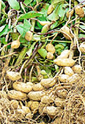 40 thousand hectares of ground floor hit | ४० हजार हेक्टरवरील भुईमूगाला बसला फटका