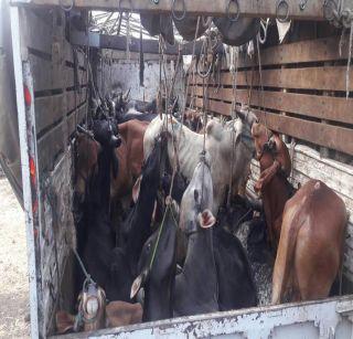 The driver absconding with the cattle remains absconding | गुरे घेऊन जाणारा ट्रक सोडून चालक फरार The driver absconding with the cattle remains absconding | गुरे घेऊन जाणारा ट्रक सोडून चालक फरार