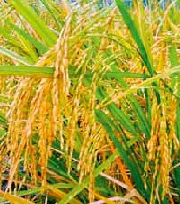 You do not want a debt waiver, a price for the farmland? | तुम्हाला कर्जमाफी, शेतमालाला भाव नको का?