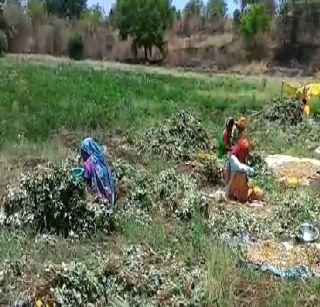 VIDEO: Extraction of groundnut in rural areas | VIDEO : ग्रामीण भागात भुईमुगाच्या काढणीची लगबग