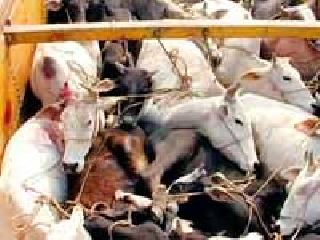 Homicide smugglers on the radar | जनावर तस्करीतील घरभेदे रडारवर