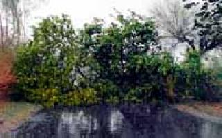 Wind, thunderstorms in Jhari taluka | वणी, झरी तालुक्यात वादळी पावसाचे थैैमान