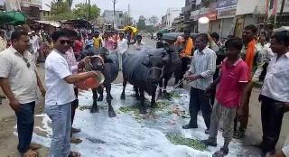 Bhajipala food for milk buffaloes and food for animals | म्हशींना दुग्धाभिषेक व जनावरांना खाऊ घातला भाजीपाला Bhajipala food for milk buffaloes and food for animals | म्हशींना दुग्धाभिषेक व जनावरांना खाऊ घातला भाजीपाला