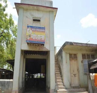 The Goshala of Dhooti Dhoota | इतिहासाच्या पाऊलखुणा जपतेय धुळ्यातील गोशाळा The Goshala of Dhooti Dhoota | इतिहासाच्या पाऊलखुणा जपतेय धुळ्यातील गोशाळा