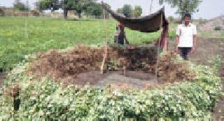 Groundnut Harvesting: | भुईमूग काढणी :