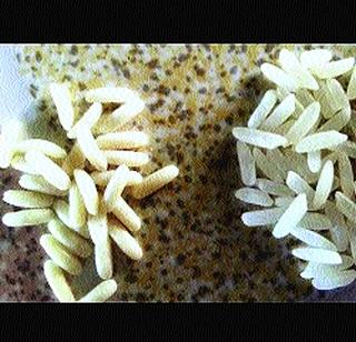 Janata Dasta with plastic rice | प्लास्टिक तांदळाने जनता धास्तावली Janata Dasta with plastic rice | प्लास्टिक तांदळाने जनता धास्तावली