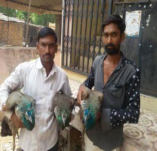 Five peacocks poisoning in the Wilderness Forest | वढोदा जंगलात पाच मोरांना विषबाधा Five peacocks poisoning in the Wilderness Forest | वढोदा जंगलात पाच मोरांना विषबाधा
