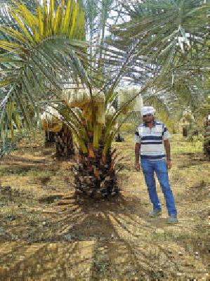 Khajura's farming in Nagpur | नागपुरात ‘खजुरा’ची शेती