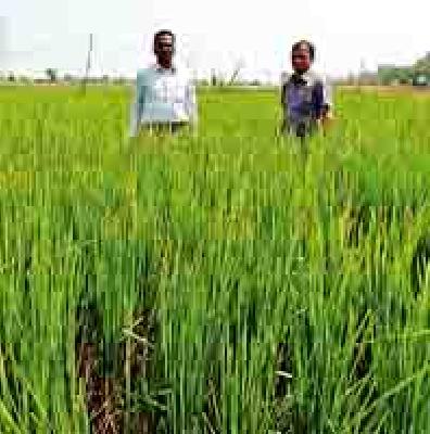 Summer paddy does not hang in the crop | उन्हाळी धान पिकाला लोंबच नाही Summer paddy does not hang in the crop | उन्हाळी धान पिकाला लोंबच नाही