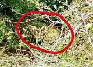 Three senior critics, including former sarpanch, attacked the Tiger | वाघाच्या हल्ल्यात माजी सरपंचासह तीन गंभीर