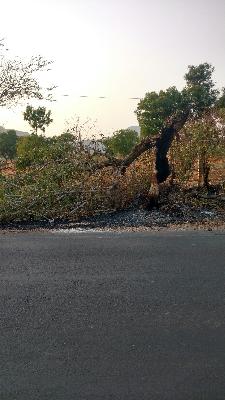 Weekend of the Environment Day auspicious trees | पर्यावरण दिनाच्या आठवड्यातच जावळीत बेसुमार वृक्षतोड
