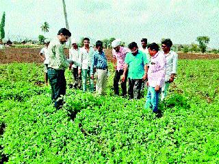 Panchnama of Cothimari in Old Beige | जुनी बेज येथील कोथिंबिरीचे पंचनामे