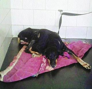 'Ruby' cancer clinic in Mumbai Police force | मुंबई पोलीस दलातील ‘रुबी’ची कर्करोगाशी झुंज 'Ruby' cancer clinic in Mumbai Police force | मुंबई पोलीस दलातील ‘रुबी’ची कर्करोगाशी झुंज