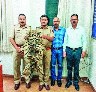 The tiger's skin was found at Kothrud | कोथरूड येथे वाघाची कातडी सापडली The tiger's skin was found at Kothrud | कोथरूड येथे वाघाची कातडी सापडली