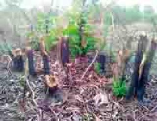 Bopabodi 40 hectare ropavan is made ash | बोपाबोडीतील ४० हेक्टर रोपवन झाले राख Bopabodi 40 hectare ropavan is made ash | बोपाबोडीतील ४० हेक्टर रोपवन झाले राख