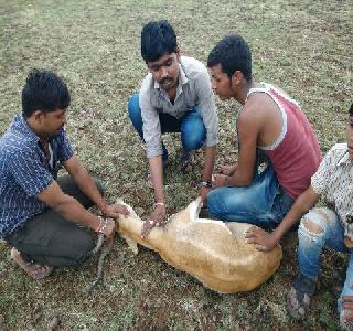 Silvester Weekly climbed in the market | सिल्लोड आठवडी बाजारात घुसले काळवीट Silvester Weekly climbed in the market | सिल्लोड आठवडी बाजारात घुसले काळवीट